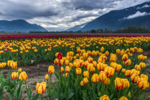 Kashmir Tulip Special